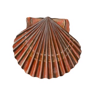 Argopecten irradians 2